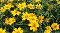 Zinnia angustifolia